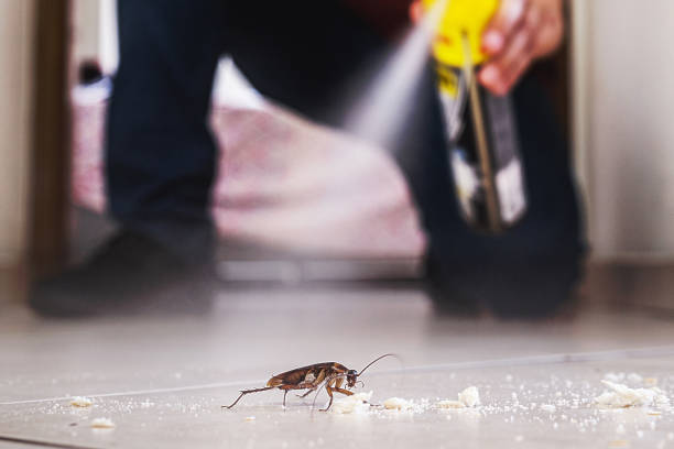 Best Flea Control Services  in Troy Hills, NJ